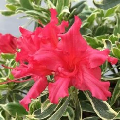Rhododendron 'Bollywood' -Yougarden Online Store 510717 4