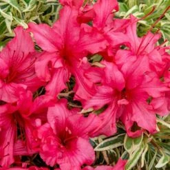Rhododendron 'Bollywood' -Yougarden Online Store 510717 6