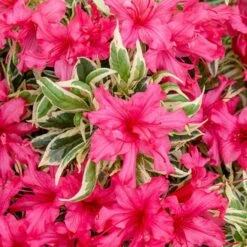 Rhododendron 'Bollywood' -Yougarden Online Store 510717 7