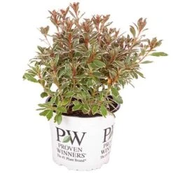 Rhododendron 'Bollywood' -Yougarden Online Store 510717 8