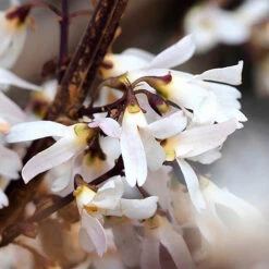 White Forsythia Abeliophyllum Distichum -Yougarden Online Store 510720 2