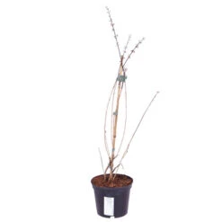 White Forsythia Abeliophyllum Distichum -Yougarden Online Store 510720 3