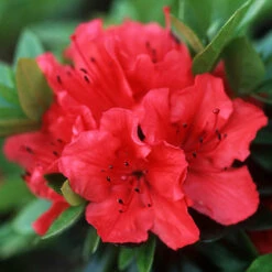 Rhododendrons (Japanese Azalea) Collection -Yougarden Online Store 510804 2