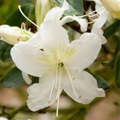 Rhododendrons (Japanese Azalea) Collection -Yougarden Online Store 510804 3