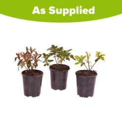 Rhododendrons (Japanese Azalea) Collection -Yougarden Online Store 510804 4