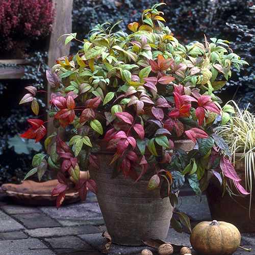 Nandina 'Fire Power' 1 Nandina 'Fire Power'