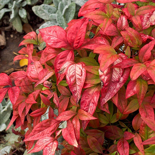 Nandina 'Fire Power' 2 Nandina 'Fire Power' - Image 2