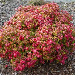 Nandina 'Fire Power' 10 Nandina 'Fire Power' -Yougarden Online Store 510823 3