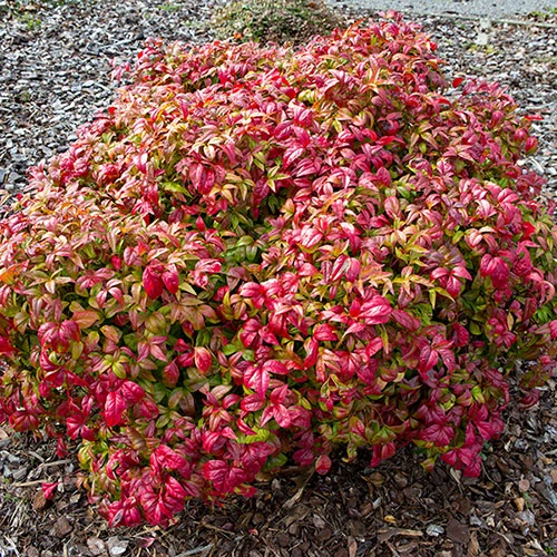 Nandina 'Fire Power' 4 Nandina 'Fire Power' - Image 4