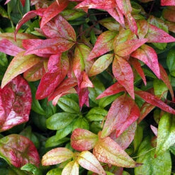 Nandina 'Fire Power' 11 Nandina 'Fire Power' -Yougarden Online Store 510823 4