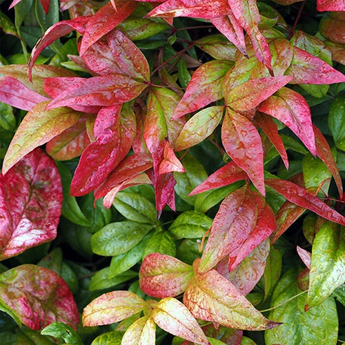 Nandina 'Fire Power' 5 Nandina 'Fire Power' - Image 5