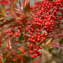 Nandina 'Fire Power' 12 Nandina 'Fire Power' -Yougarden Online Store 510823 5