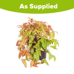 Nandina 'Fire Power' 13 Nandina 'Fire Power' -Yougarden Online Store 510823 6