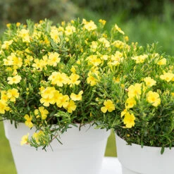 Halimium 'April Sun' In 2L Pot -Yougarden Online Store 510840 2