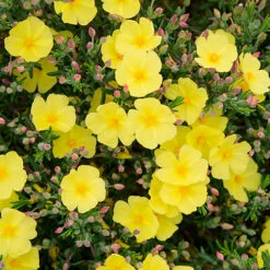 Halimium 'April Sun' In 2L Pot -Yougarden Online Store 510840 3