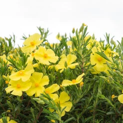 Halimium 'April Sun' In 2L Pot -Yougarden Online Store 510840 4