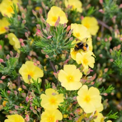 Halimium 'April Sun' In 2L Pot -Yougarden Online Store 510840 5