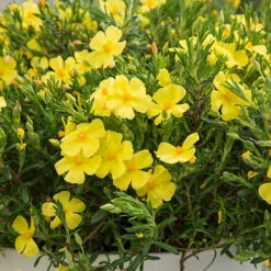 Halimium 'April Sun' In 2L Pot -Yougarden Online Store 510840 6