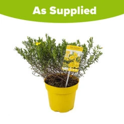Halimium 'April Sun' In 2L Pot -Yougarden Online Store 510840 7