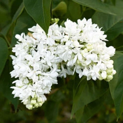 French Lilac Syringa Vulgaris ?Madame Lemoine' -Yougarden Online Store 510908 2
