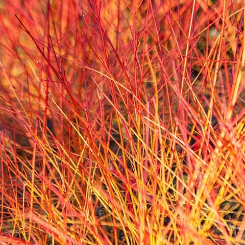Cornus Sanguinea 'Anny's Winter Orange' 1 Cornus Sanguinea 'Anny's Winter Orange'