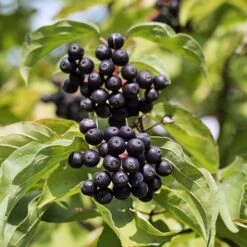 Cornus Sanguinea 'Anny's Winter Orange' 6 Cornus Sanguinea 'Anny's Winter Orange' -Yougarden Online Store 510959 2