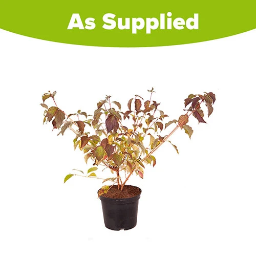 Cornus Sanguinea 'Anny's Winter Orange' 4 Cornus Sanguinea 'Anny's Winter Orange' - Image 4