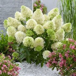 Hydrangea Paniculata 'Skyfall' 8 Hydrangea Paniculata 'Skyfall' -Yougarden Online Store 510964 2
