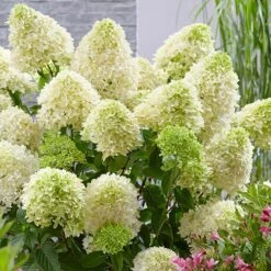 Hydrangea Paniculata 'Skyfall' 9 Hydrangea Paniculata 'Skyfall' -Yougarden Online Store 510964 3