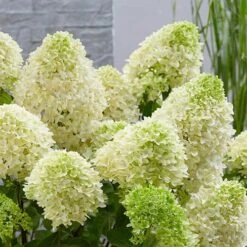 Hydrangea Paniculata 'Skyfall' 10 Hydrangea Paniculata 'Skyfall' -Yougarden Online Store 510964 4