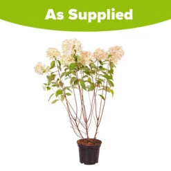 Hydrangea Paniculata 'Skyfall' 11 Hydrangea Paniculata 'Skyfall' -Yougarden Online Store 510964 5