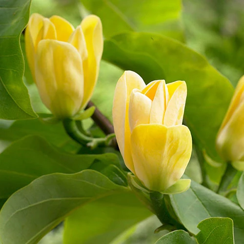 Magnolia ? Brooklynensis 'Yellow Bird' 1 Magnolia ? Brooklynensis 'Yellow Bird'