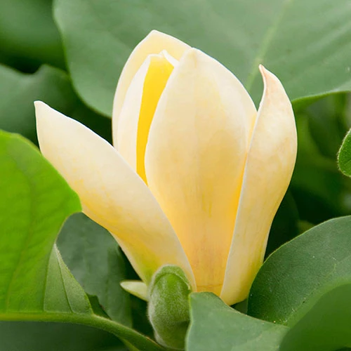 Magnolia ? Brooklynensis 'Yellow Bird' 3 Magnolia ? Brooklynensis 'Yellow Bird' - Image 3
