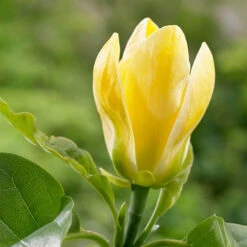 Magnolia ? Brooklynensis 'Yellow Bird' 7 Magnolia ? Brooklynensis 'Yellow Bird' -Yougarden Online Store 510969 3