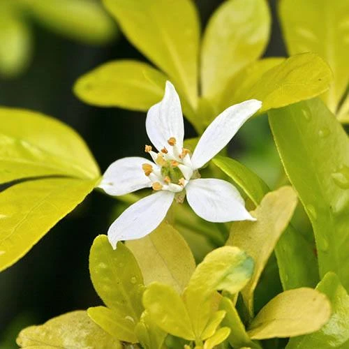 Choisya Ternata 'Sundance' 2 Choisya Ternata 'Sundance' - Image 2