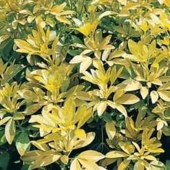 Choisya Ternata 'Sundance' 5 Choisya Ternata 'Sundance' -Yougarden Online Store 511001 2