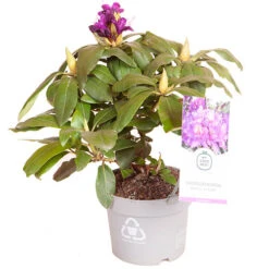 Rhododendron 'Marcel Menard' -Yougarden Online Store 511095 2