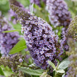 Buddleia Davidii 'Butterfly Candy' Collection 9cm X3 -Yougarden Online Store 511286 3
