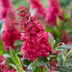 Buddleia Davidii 'Butterfly Candy' Collection 9cm X3 -Yougarden Online Store 511286 4
