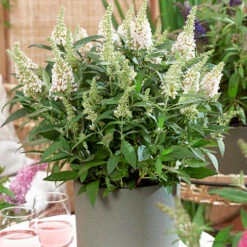 Buddleia Davidii 'Butterfly Candy' Collection 9cm X3 -Yougarden Online Store 511286 5