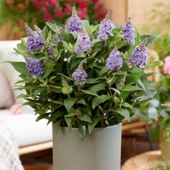 Buddleia Davidii 'Butterfly Candy' Collection 9cm X3 -Yougarden Online Store 511286 6