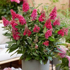 Buddleia Davidii 'Butterfly Candy' Collection 9cm X3 -Yougarden Online Store 511286 7