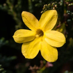 Winter Jasmine 'Jasminum Nudiflorum' 7 Winter Jasmine 'Jasminum Nudiflorum' -Yougarden Online Store 511331 2