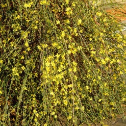 Winter Jasmine 'Jasminum Nudiflorum' 8 Winter Jasmine 'Jasminum Nudiflorum' -Yougarden Online Store 511331 3