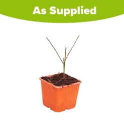 Winter Jasmine 'Jasminum Nudiflorum' 9 Winter Jasmine 'Jasminum Nudiflorum' -Yougarden Online Store 511331 4