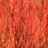 Cornus 'Midwinter Fire'