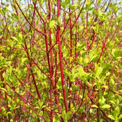 Cornus 'Midwinter Fire' -Yougarden Online Store 511360 2