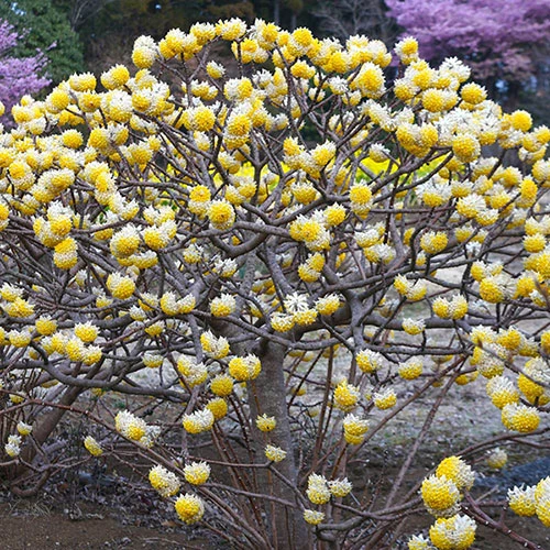 Edgeworthia Chrysantha Grandiflora 'Paper Bush' 3L 1 Edgeworthia Chrysantha Grandiflora 'Paper Bush' 3L