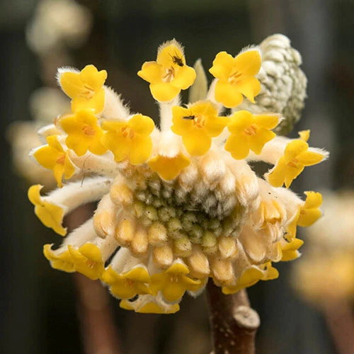 Edgeworthia Chrysantha Grandiflora 'Paper Bush' 3L 2 Edgeworthia Chrysantha Grandiflora 'Paper Bush' 3L - Image 2