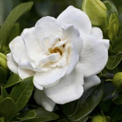 Gardenia Collection -Yougarden Online Store 511452 2